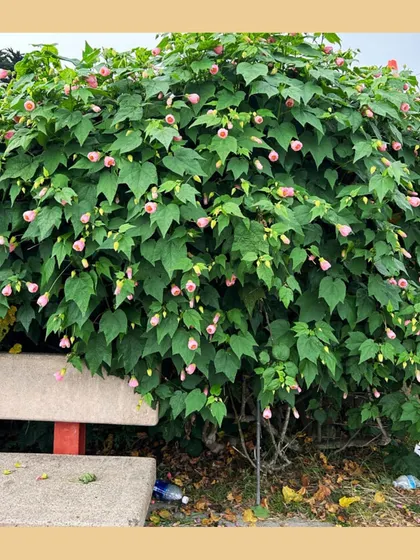 A dense bush of pink Chinese Lantern (Abutilon) flowers enveloping a bench. This shows how a single, well-placed shrub can transform a simple corner into a private, floral retreat.