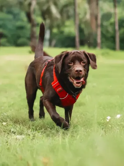 An action shot of a happy Chocolate Labrador mid-stride, enjoying the freedom of an open field. I focus on capturing your pet's true spirit, whether it's their boundless energy, a goofy grin, or a quiet moment.