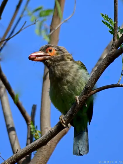 A Brown-headed Barbet with a fruit in its beak. Its call is one of the most familiar sounds of the Northern Gangetic Plains.