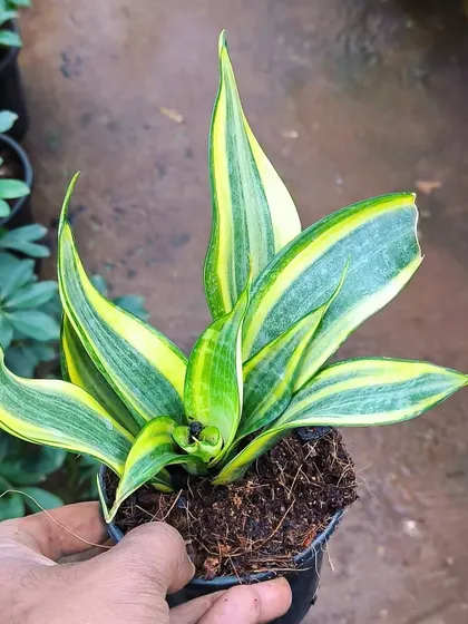 The bird's nest snake plant, Sansevieria Hahnii, stays compact and grows in a rosette shape. It's perfect for desks and small shelves.