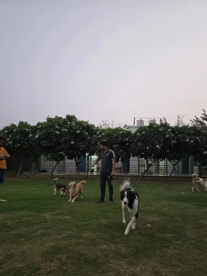 The pack on the move. A Border Collie leads the way, with other dogs following, showcasing great group dynamics.