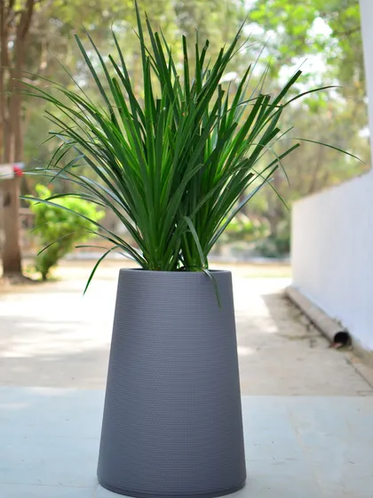 A tall, tapered planter in a sleek, textured grey. This minimalist design is perfect for adding height and drama to a corner.