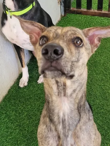 What's up there? This brindle coated Indie is always curious about the world around her. Her expressive ears are one of her cutest features.