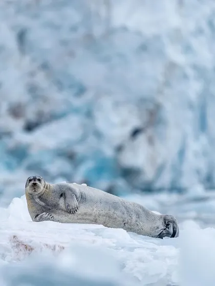 A bearded seal relaxes on a piece of floating sea ice, with the blue face of a glacier behind it. The environment is as much a character as the animal itself in Arctic photography.