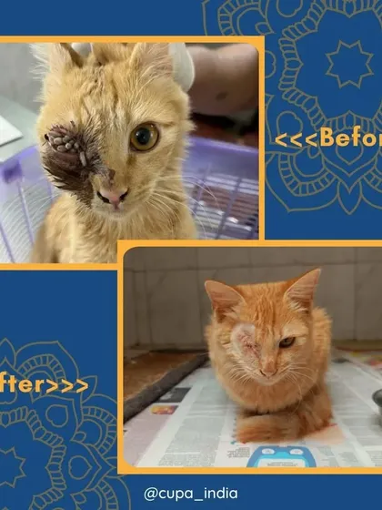 This ginger cat was rescued with a severe eye injury that required surgical intervention. The 'after' photo shows him healed, safe, and no longer in pain.