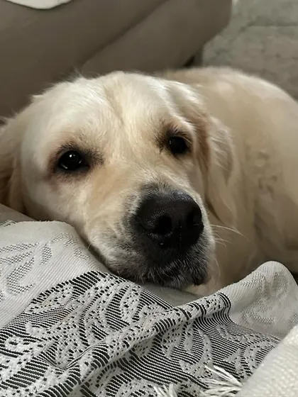 My sweet Zoey, the queen of our house. Her intelligence and goofy nature are a daily reminder that training should be fun and engaging.