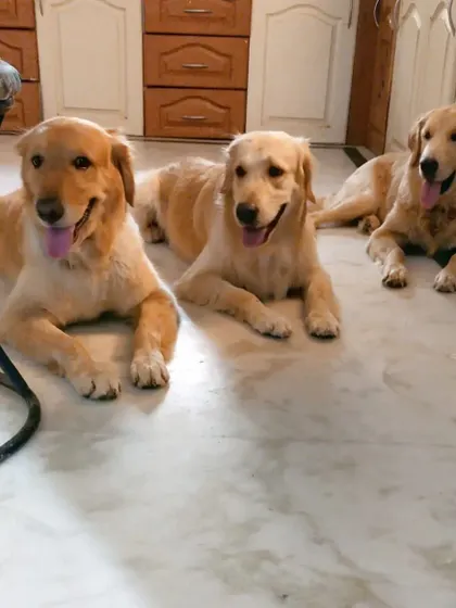 A picture-perfect moment with three of our golden boys: Ceaser, Muffin, and Archie. It's not every day we can get three retrievers to pose so beautifully together!