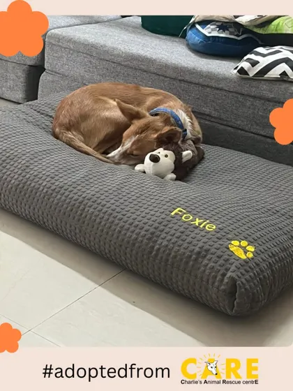 A princess on her throne. The beautiful Foxie, adopted from our center, is seen here taking a very serious nap on her personalized bed. This is the life of comfort and love we dream of for all our animals.
