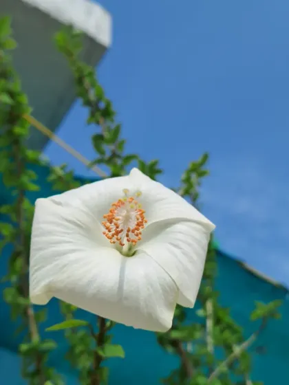 A white hibiscus seen from below, against the sky and a green net.