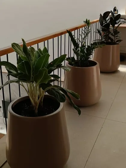 A clean and elegant hallway arrangement. Three matching planters with Aglaonema and ZZ plants create a sophisticated, uniform look that adds a touch of nature without cluttering the space.