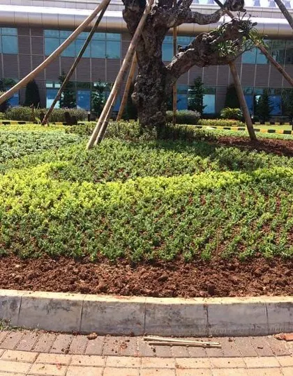 A close-up of a new planting bed at a commercial site. We've installed fresh groundcover plants around a mature tree, a common practice in our beautification projects for public and corporate spaces.