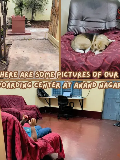 Here are a few pictures from our new boarding center in Anand Nagar. We've created a comfortable space with cozy spots for napping and plenty of room to play.