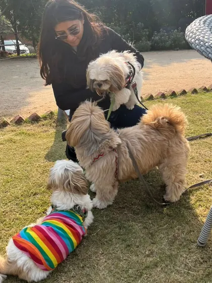 A guest enjoying a moment with a group of adorable Shih Tzus. Our green lawns are perfect for pets to socialize and play.