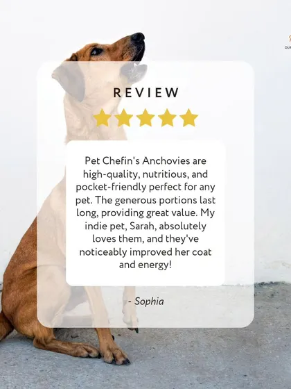 We love hearing from our community. Sophia's indie pet, Sarah, is thriving on our air-dried Anchovies, with a noticeably improved coat and energy. This is why we do what we do.