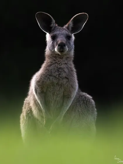 I captured this Eastern Grey Kangaroo at Lysterfield Park in Melbourne as the sun was setting. By positioning myself against the dying light, I was able to create this powerful rim-lit portrait, highlighting its form against the dark background and lush green grass.
