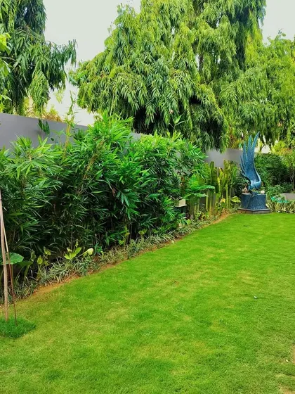 A wide shot of the Jaipur lawn, bordered by a thick wall of bamboo that ensures privacy and adds a tropical feel.