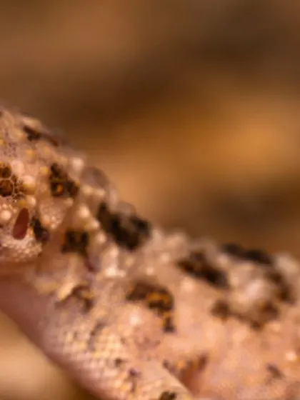 A macro shot showing the side profile of a desert gecko's head, its large eye adapted for spotting prey and predators.