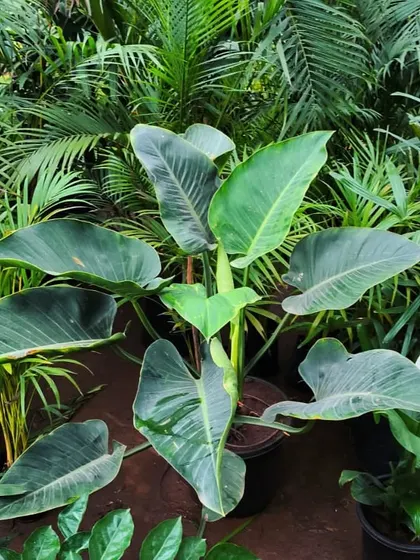 This massive Philodendron is looking absolutely epic. We grow a variety of large-leaf philodendrons that are perfect for creating a lush, jungle feel.
