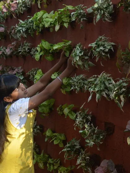 Here you can see the modular nature of the vertical garden system. Each plant is placed individually, allowing for creative patterns and easy replacement if needed.