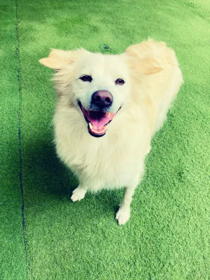 This fluffy white Spitz mix is all smiles for the camera. We love capturing the unique personalities of every dog in our care.