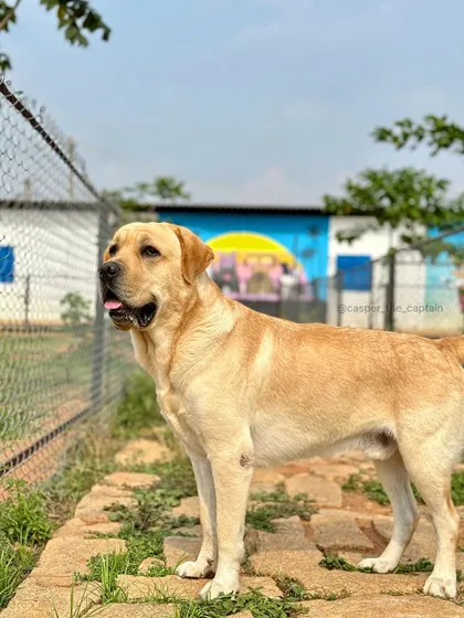 A majestic Labrador posing by the fence, looking out over the play area.