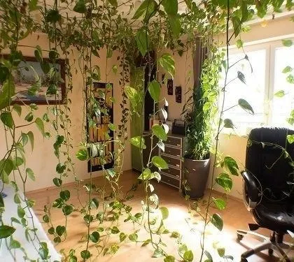 An inspirational image of a room turned into an indoor jungle, with vines hanging from the ceiling. This is the ultimate dream for any plant lover.