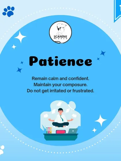 The first pillar is Patience. You cannot get angry or frustrated. When you lose your calm, you become a bad teacher, and your dog won't want to learn from you.