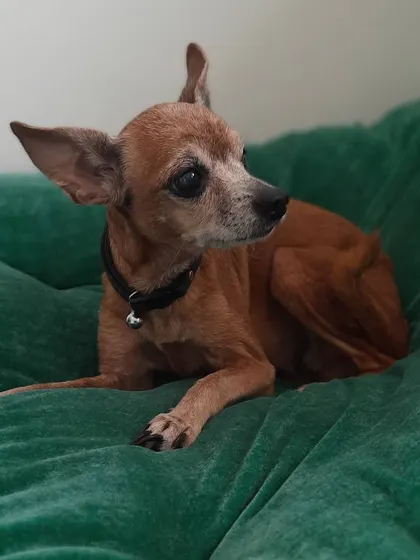 Tai Chi, taking a rest on a comfy green cushion. We provide plenty of soft spots for our smaller or older guests to nap.