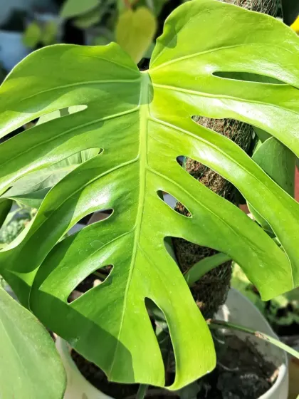 Another shot of my healthy Monstera plant.