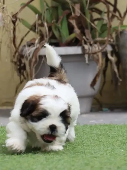 A fantastic action shot of this active Shih Tzu puppy mid-run. This pup is full of life and ready for a family that can keep up with his playful spirit.