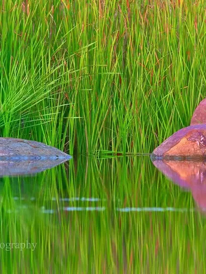 I find immense joy in scenes at a waterfront. The tranquility, the stillness, as reed, rock, and reflection create a perfect composition. In such moments, even without a bird or dragonfly in the frame, nature sings her song to me.