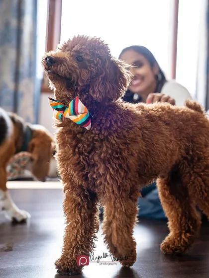 This dapper Poodle in his colorful bow tie is the star of the show, with his smiling mom in the background.