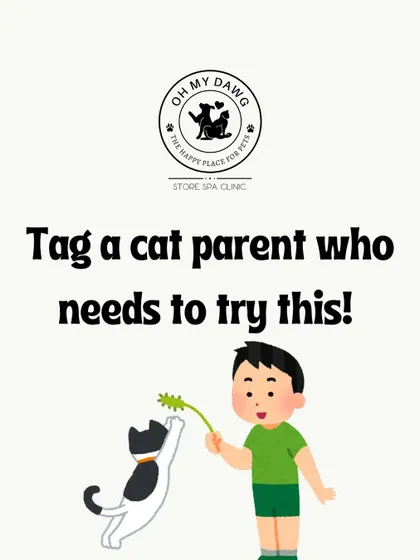 If you know a cat parent who thinks cats can't be trained, share these tips with them.