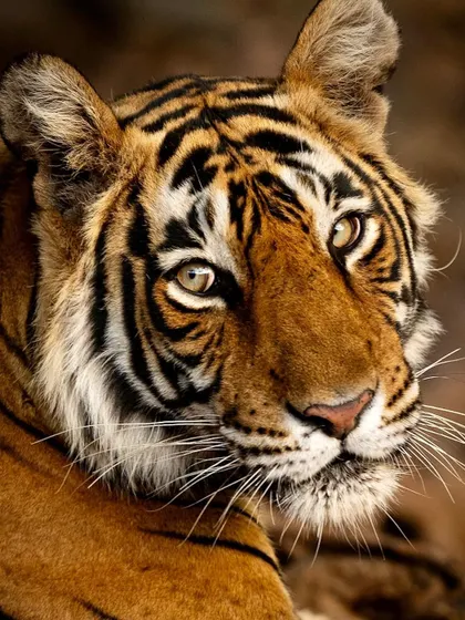 A stunning close-up portrait of Noori, a famous tigress from Ranthambhore. The soft light highlights the texture of her fur and the intensity in her eyes, showcasing the personality of this legendary cat.