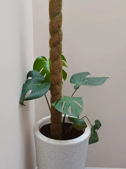 A Monstera Deliciosa with its iconic split leaves, potted in a simple white planter with a moss stick for support as it grows.