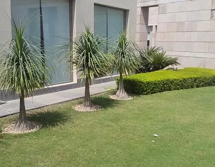 A finished lawn at a client's property, featuring Ponytail Palms and a neatly trimmed hedge. I provide the grass and also help with the overall landscape design and planting.
