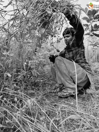 A local woman de-weeding at one of our sites. This is crucial work that prevents invasive species from choking out the native saplings we plant.