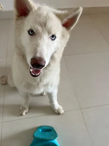 Vegas, the beautiful white Husky, is now happily adopted. We thank his new family for choosing adoption and giving him a forever home.