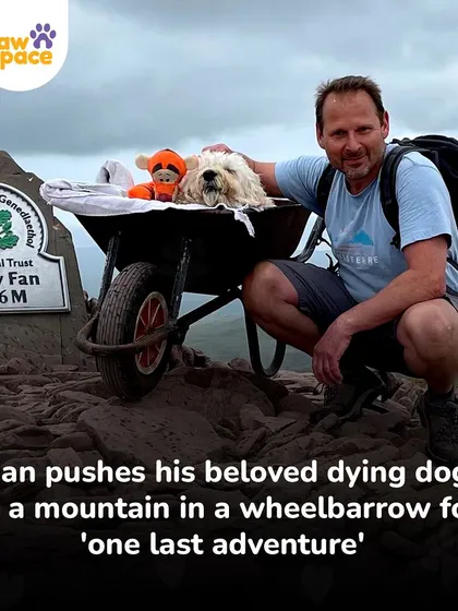 Reaching the summit together. This image captures the beautiful dedication of a pet parent making a final memory with his best friend.