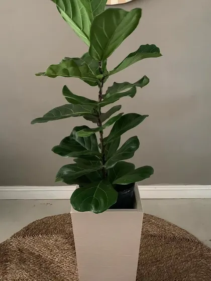 A tall, elegant Fiddle Leaf Fig in a square planter. I can help you source and pot these popular plants to match your home's decor perfectly.