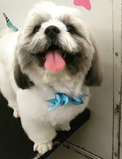 That tongue-out, happy-go-lucky look says it all! This fluffy friend is feeling light and fresh after its full-service grooming.