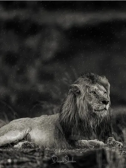 A king in a forest rain. The rain adds a layer of mood and atmosphere to this scene, creating a dramatic and soulful portrait of a lion at peace in his element.