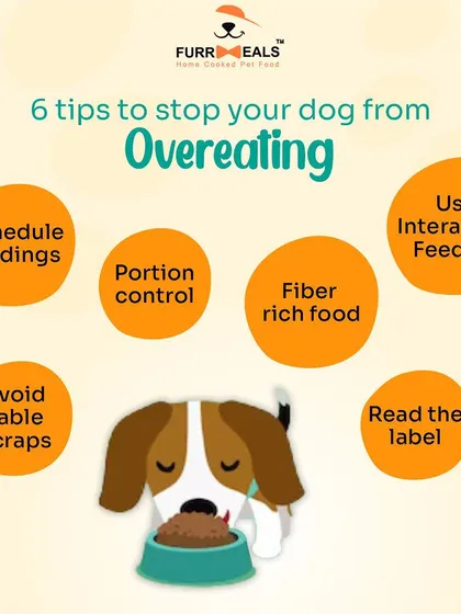 Overeating is a common problem, but it's one we can solve. This infographic provides six practical tips, like scheduling feedings and using interactive feeders, to help prevent your dog from overeating.