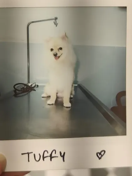 A polaroid snapshot of Tuffy, looking adorable after his grooming session. These instant photos are one of our favorite takeaways for pet parents during our fests.