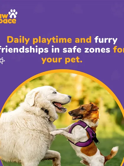 Socialization is a key part of a happy pet's life. We offer daily supervised playtime where your dog can make new friends and enjoy being part of a pack in a secure setting.