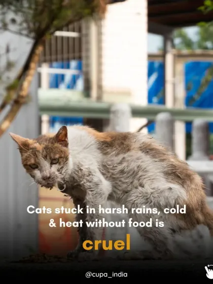 Cats stuck in harsh rains, cold, and heat without food or shelter is cruel. By reducing the number of homeless animals, we reduce the number of individuals who have to endure these conditions.