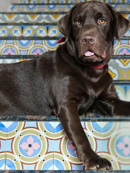 Loki, sticking his tongue out just a little, adds a touch of personality to his regal pose on the stairs.