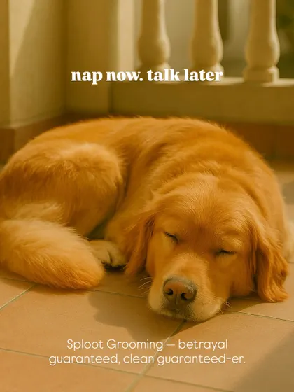 After the betrayal of a bath comes the best part: a clean, cozy nap. This freshly groomed Golden Retriever is proof that a little pampering goes a long way. Clean guaranteed, and so are the post-grooming zoomies and naps.