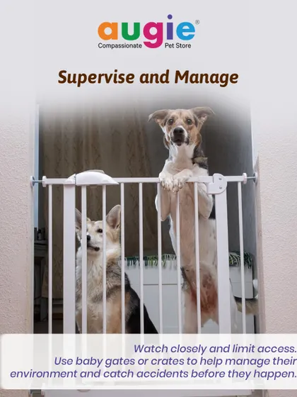 To help with house training, supervision is key. Using baby gates or crates can help you manage their environment and catch accidents before they happen, setting your pup up for success.