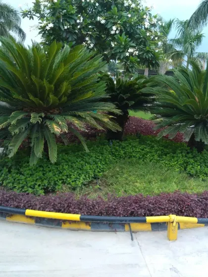 A garden bed featuring sago palms and a mix of green and purple groundcover. This type of planting adds a tropical and texturally rich element to any landscape design.